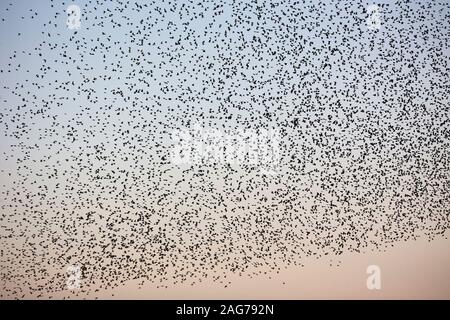 Common Starling, Sturnus vulgaris Herde im Flug vor dem Roost, Schinken Wand RSPB Rserve, Avalon Sümpfen, Somerset, England, UK, 2. Oktober Stockfoto