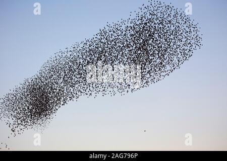 Common Starling, Sturnus vulgaris Herde im Flug, bevor es mit einem Sperber unter Ihnen, Schinken Wand RSPB Rserve, Avalon Sümpfen, Somerse zu Roost Stockfoto