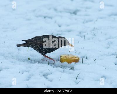 Common starling Sturnus vulgaris Essen von einem faulenden Apfel auf einem schneebedeckten Garten Rasen, Ringwood, Hampshire, England, Großbritannien, Februar 2019 Stockfoto