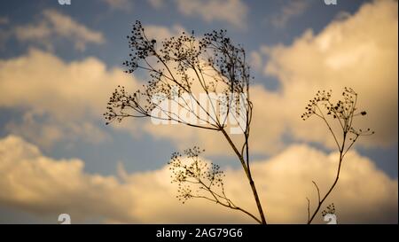 Alte trockene wilde Blume in blauer Himmel mit weißen Wolken Hintergrund. Stockfoto