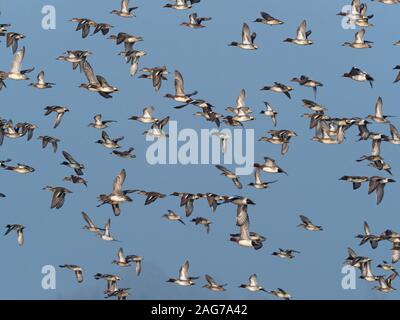 Gemeinsame teal Anas crecca, Eurasischen pfeifente Anas penelope und Northern shoveler Anas clypeata Herde im Flug über GREYLAKE RSPB Reservat, in der Nähe der Othery, So Stockfoto