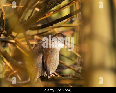 Seidensänger Grasmücke Cettia cetti unter Willow, GREYLAKE RSPB Reservat, Somerset Levels und Mauren, Somerset, England, Großbritannien, Februar 2019 Stockfoto