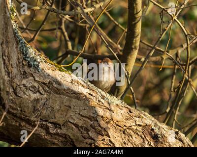 Warbler Seidensänger Cettia cetti skulking unter Willow, blashford Seen, Hampshire, Isle of Wight Wildlife Trust finden, Ellingham, n Stockfoto