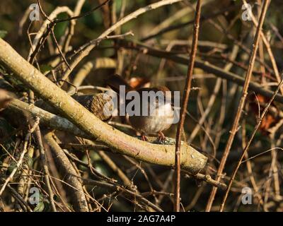 Warbler Seidensänger Cettia cetti skulking unter Willow, blashford Seen, Hampshire, Isle of Wight Wildlife Trust finden, Ellingham, n Stockfoto