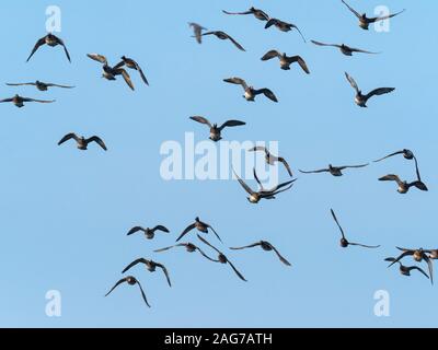 Eurasischen pfeifente Anas penelope und Northern shoveler Anas clypeata Herde mit unscharf Peregrine jenseits, im Flug über GREYLAKE RSPB Reservat, in der Nähe von Stockfoto