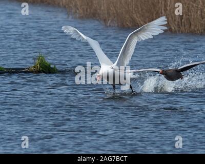 Höckerschwan Cygnus olor, Erwachsener, jagen Graugans Anser anser Paar in ein reedbed Pool, Schinken Wand RSPB Reservat, Teil der Avalon Sümpfen, Somerset Stockfoto