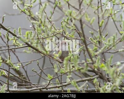 Warbler Seidensänger Cettia cetti thront in einem Willow Tree, Westhay Moor Naturschutzgebiet, Somerset Wildlife Trust Reserve übertragen, damit nicht ein Teil des Avalon Sümpfen, Somer Stockfoto