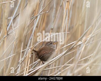 Winter zaunkönig Troglodytes troglodytes Singen unter Schilf Phragmites australis, GREYLAKE RSPB Reservat, in der Nähe der Othery, Somerset Levels und Mauren, E Stockfoto