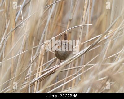 Winter zaunkönig Troglodytes troglodytes Singen unter Schilf Phragmites australis, GREYLAKE RSPB Reservat, in der Nähe der Othery, Somerset Levels und Mauren, E Stockfoto