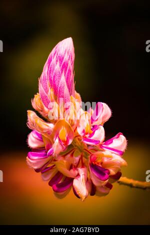 Selektive Fokusaufnahme einer Caesalpinia Blume, die in Malasien wächst Auf unscharfem Hintergrund Stockfoto