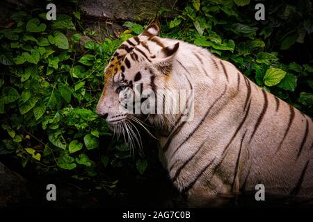 Nahaufnahme eines wilden bengalischen Tigers neben Grün Die Blätter wachsen auf dem Felsen Stockfoto