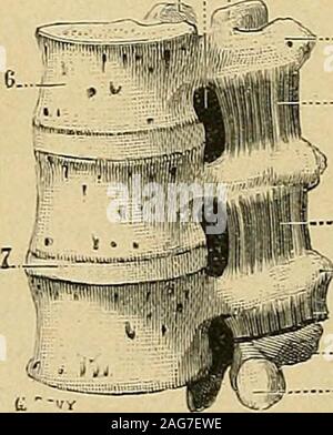 . "Traité d'anatomie humaine: beschreibende Anatomie, Histologie, développement pour lesvertèbres inférieures. Ils sind le plus ins remplacés, au niveau des vertèbresmoyennes, par de simples languettes tendineuses et font Presque toujours les Premières défautsur vertèbres. Daprès Tiieile, an en Voit quelquefois Deux se réunir Ensemble et Sauter, par conséquent, une sehnt sich intertransversairesdu vertèbre (DOS). Les intertransversaires du dos sind. innervés par les Nerfs dorsaux. Leur action est la même que Celle desintertransversaires de Garde. 3° Intertransversaires des lombes Les intertransvers Stockfoto