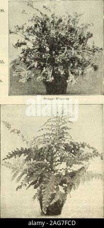 . Dreer's 1913 Garten Buch. di. 15 cts. Serrulata. 15 cts. - Cristata. 15 cts. Sieboldii. 15 cts. Tremula. 15 cts. Victoria. 15 cts. Wilsoni. 15 cts. und 25 cts. Wimsetti. 15 cts. - Multiceps. 15 cts. Argyraea. 15 cts. Adiantoides. 15 cts. Alexandria;. 15 ctsCretica Albo = Lineata. 15 cts. - Flagnifica. 15 cts. - Mayii. 15 cts. Flabellata. 15 cts. Hastata. 15 cts. Internata. 15 cts. Leptophylla. 15 cts. SITAEOBIUM. Cicutarium. Gute Fern für die Bewunderer. 15 cts. Sammlungen von FARNEN. Jeweils 22 Adiantums,? 5.00 Ich jeweils 50 verschiedene Farne, $ 5,50" 25 verschiedene Farne, 3,00 ICH 75 7,50 SELAGINELLAS, oder Moos Stockfoto