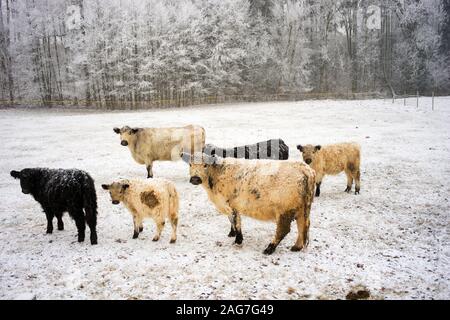 Weiße und Schwarze lockige Kühe zu Fuß auf einem schneebedeckten Feld in der Tschechischen Berge Stockfoto