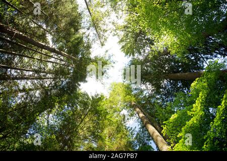Low-Winkel-Aufnahme der Spitzen von hohen Bäumen auf Ein sonniger Tag Stockfoto