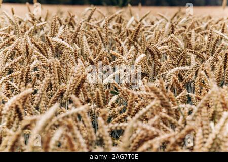Gelbe Weizen im Feld eines Bauern. Weizen bereit für die Ernte. Weizenernte Stockfoto