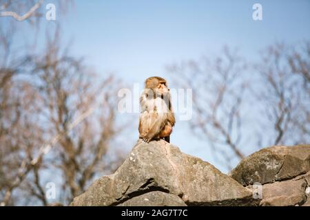 Hamadryads Paviane sitzen in den Bergen. Stockfoto