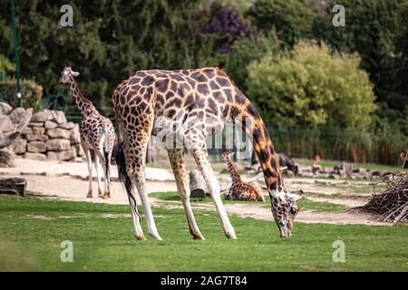 Giraffe Spaziergänge in der Natur unter den Bäumen im Sommer Stockfoto