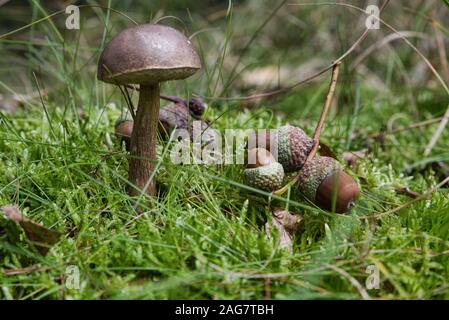 Selektive Nahaufnahme eines Bolete-Pilzes umgeben von Eicheln in der Mitte eines Waldes Stockfoto