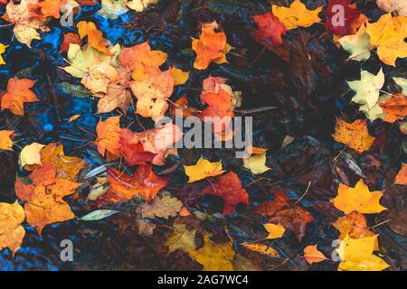 Herbst Blätter in Wasser und regnerischen Wetter Stockfoto