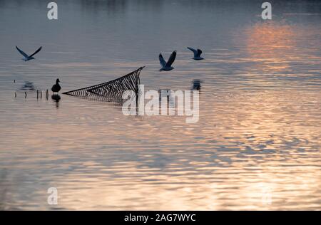 Rangsdorf, Deutschland. 16 Dez, 2019. Eine Ente sitzt auf einem Gitter in das Wasser des Rangsdorfer See. Die 244 Hektar große See ist nur 1,5 Meter tief in den Plätzen und ein beliebter Rastplatz für viele Vogelarten. Credit: Soeren Stache/dpa-Zentralbild/ZB/dpa/Alamy leben Nachrichten Stockfoto