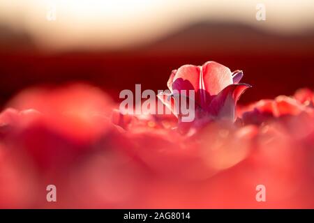 Nahaufnahme einer schönen roten Tulpe in einer Tulpe Feld - Konzept des Aufstehens Stockfoto