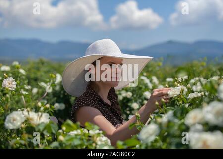 Schöne Frau in Hut mit einem bulgarischen Rosa frische Rosen Blumenstrauß in sonniger Tag mit blauen bewölkten Himmel. Das Konzept der Bulgarischen rose Parfüm Werbung. Stockfoto