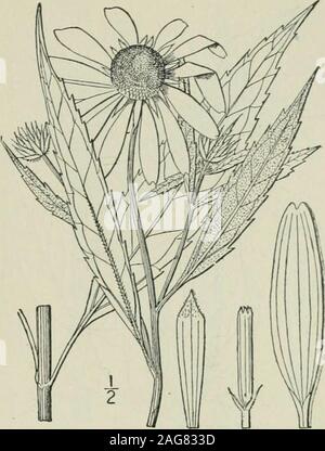 . Eine Illustrierte Flora von der nördlichen USA, Kanada und die britischen Besitzungen: von Neufundland zu den Parallelen der südlichen Grenze von Virginia und vom Atlantik westwärts nach dem 102 Meridian. 16. Helianthus Kellermani BrittenKellermans Sonnenblume. Abb. 4476. Helianthus Kellermani Britton, Handbuch 994. 1901. Stamm 6°-io° hoch, sehr glatte, viel^ Zweig - oben Ed, die Zweige schlank. Blätter nar- rowly länglich-Lanzettlichen, linear-Lanzettlichen, hängend, eher dünn, weiträumig Ripp withvery kleine Zähne, lang zugespitzt im Apex, Dämpfen an der Basis in Kurze petio Stockfoto