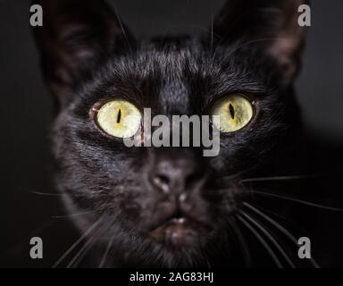 Süße schwarze Katze close-up Gesicht Bild auf dunklem Hintergrund Stockfoto