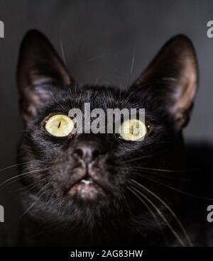 Süße schwarze Katze close-up Gesicht Bild auf dunklem Hintergrund Stockfoto