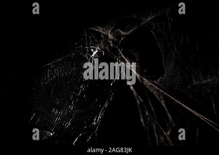 Graustufenaufnahme eines abstrakten Spinnennetzes auf schwarzem Hintergrund Stockfoto