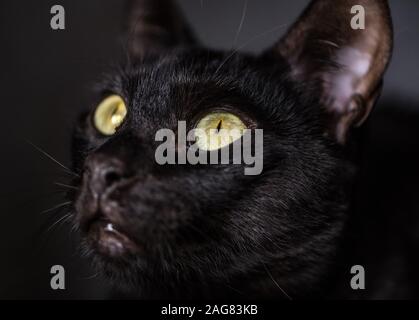 Süße schwarze Katze close-up Gesicht Bild auf dunklem Hintergrund Stockfoto