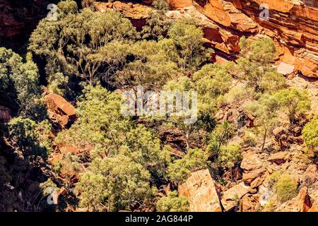 Der Talboden ist im Gummi Bäume am Kings Canyon abgedeckt. Northern Territory, Australien Stockfoto