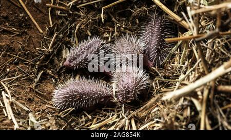 Ein Wurf junger Southern white-breasted Igel (Erinaceus concolor) (AKA Osteuropäischer Igel) Dieser Igel ist ein Allesfresser und wurde Wissen Stockfoto