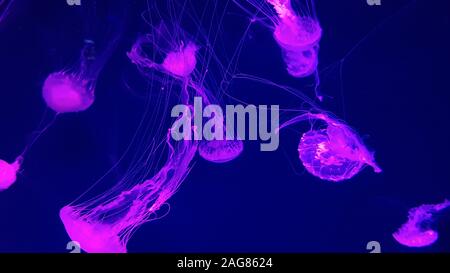 Schöne bunte Quallen im Aquarium. Qualle vom Meer. Stockfoto