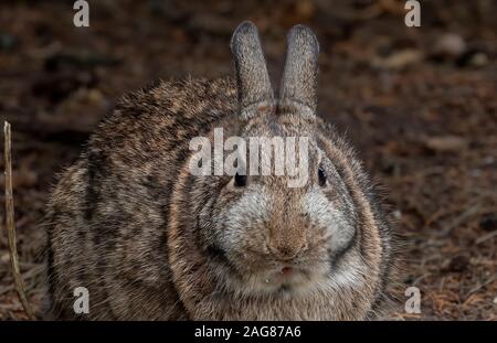 Wilde Kaninchen Fotografie schließen sich im Winter Stockfoto