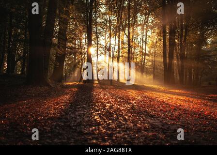 Schöne Aussicht auf die Herbstblätter auf dem Boden von den Bäumen im Park Soalcki, Polen verstreut Stockfoto