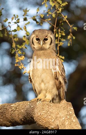 Verreaux's oder riesige Uhu thront in einem Baum während der Tageszeit, Alert, Krüger Nationalpark, Südafrika Stockfoto