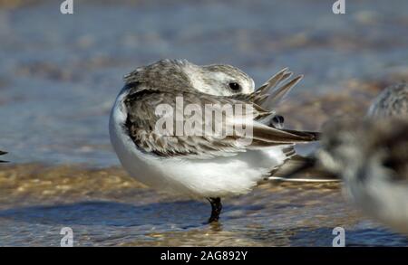 Nahaufnahme eines schönen Dunlins, der Wasser trinkt Der See Stockfoto