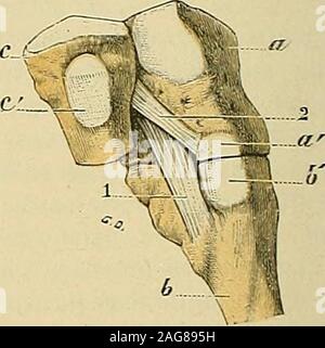 . "Traité d'anatomie humaine: beschreibende Anatomie, Histologie, Développement. Abb. 477. Artikulation tarso - métatarsienne: Le ligamentinterosseux Internierten, Vu par la Spitze Dor-Verkauf du pied. (Le ligament interosseux qui unit Le Premier et ledeuxième cunéiformes à été sectionné, permettrerécartement de Ces deux os gießen.) a, Premier - cunéiforme. - Ich, Deuxième cunéiforme. - C, Premier métatarsien. - (/, Deuxième métatarsien. - Ich, Ligament sectionné inlercunécn, à sa nebenklägerin Moyenne. - 2. Ligament inferosseux interne allant du premiercunéiforme au Deuxième métatarsien, - 3, Ligament Dor-sal allant de deux Stockfoto