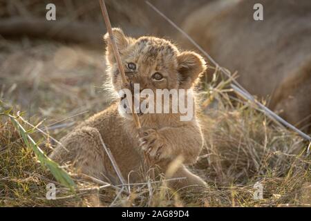 Junge Löwenjunge im Kruger Nationalpark, Südafrika, Spielen mit einem Stick Stockfoto