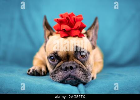 Süße Französische Bulldogge Hund liegend auf blaue Decke einen roten festliche Weihnachten Geschenkverpackung Band auf dem Kopf Stockfoto