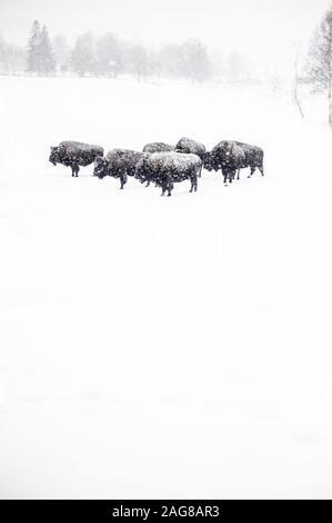 Vertikale Aufnahme einer Bisons-Herde auf dem Schnee Boden während der Schneeflocke Stockfoto