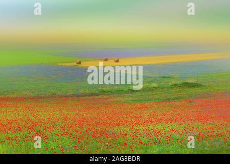 Das Phänomen der Sommerblüte in castelluccio di norcia Stockfoto