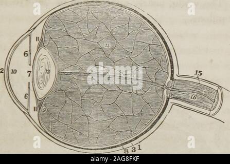 . Eine Abhandlung über die Anatomie, Physiologie und Hygiene: Konzipiert für Hochschulen, Akademien, und Familien. Er ist weich, und jedes successiveone erhöht die Festigkeit bis die zentrale Schicht bildet eine harte ened Kern. Diese Schichten werden am besten durch Abkochen, oder durch Eintauchen in Alkohol, wenn Sie separate leicht fromeach andere demonstriert. Beobachtungen. 1 st. Die Linse im Auge eines Fisches ist rund, die vaskuläre Schicht. 902. Wo befindet sich das Kammerwasser befindet? Whatpart des Auges ist der Vorderkammer genannt? Die hintere Kammer &Lt;Mit was werden die Kammern gefüttert? 9 G 3. Wo ist die kristalline humorsituat Stockfoto