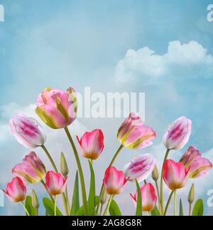 Frühling und Sommer Blumen Kollektion - schöne Tulpen in einem blauen Himmel Landschaft Stockfoto
