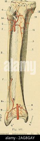 . "Traité d'anatomie humaine: beschreibende Anatomie, Histologie, Développement. sseux de la jambe. 3 Synoviale. - La synoviale de larticulationpéronéo-Tibiale inférieure est un Einfache prolonge- de la synoviale Tibio-tarsienne, comme auf peutle voir sur la Abbildung 467 (2), qui représente une coupéfrontale de la jambe et du pied. Ce-prolongementsinsinue Entre les Deux os dans une étendue de o ou 6 millimètres seulement. A la synoviale péronéo-Tibiale trouveannexée inférieure se une grosse frange, que lon Voit très net-tement Quand on regarde par en bas La mortaisetibio - péronière (Abb. 462,9). Ce Stockfoto