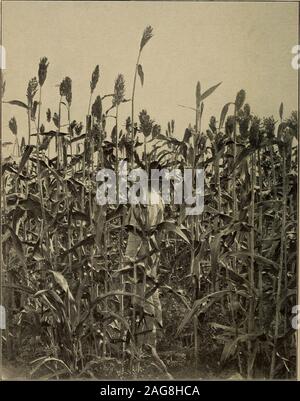 . Bericht des Gouverneurs von Oklahoma, dem Sekretär des Innenraums. . Bericht des Gouverneurs von Oklahoma, 1904. Bereich der Zuckerrohr Bericht des Gouverneurs von Oklahoma, 1904. Stockfoto