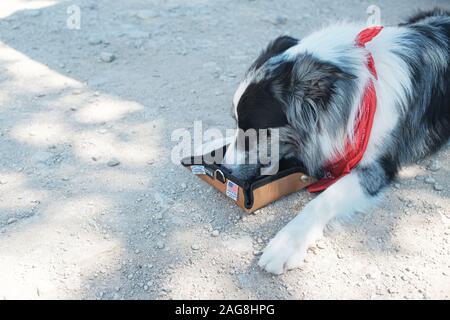 Border Collie Hund mit einem roten Bandana Trinkwasser aus Einer faltbaren Wasserschale auf dem schmutzigen Boden Stockfoto