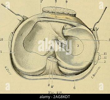 . "Traité d'anatomie humaine: beschreibende Anatomie, Histologie, Développement. ondyle externe. - 3, cartilagesemi-lunaire Internierten. - 4. Knorpel semi-lunaire externe. - 5, Ligament crois - antérieur. - 6, Ligament croisé postérieur. - 7, épine du Tibia. - 8, Kapsel articulaire. 500 ARTHROLOGIE répondent les deux Facetten latérales de la rotule, continuées, Du côté du Tibia, chacune par la cavité glénoïde correspondante. Du genou Larticulation présentedonc tous les Éléments qui caractérisent morphologiques les Artikulationen tro-chléennes justifiée et ainsi se trouve La Place que Nous avons als Lui Stockfoto